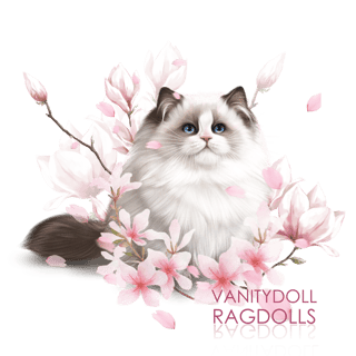 Vanitydoll Ragdolls - Ragdoll Cat Breeder - Melbourne, VIC