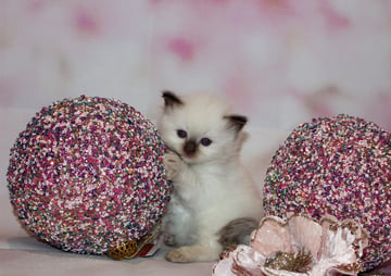 Vanitydoll Ragdolls - Ragdoll Cat Breeder - Melbourne, VIC