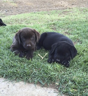 Glendarelabs - Labrador Retriever Breeder - Toowoomba, QLD 