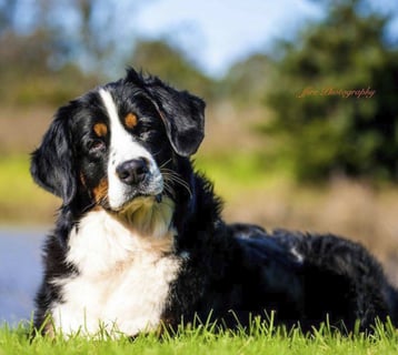 Azzabern Kennels - Bernese Mountain Dog Breeder - Central Coast, NSW