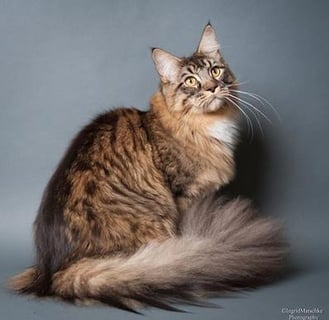 Coonmagic Maine Coons - Maine Coon Cat Breeder - Adelaide, SA