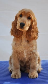 Sunlore Kennels - Cocker Spaniel Breeder - Ningi, QLD