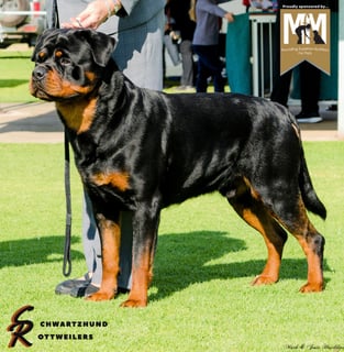 Schwartzhund Rottweilers  - Rottweiler Breeder - Barossa, SA