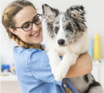 Wollongong Dog Grooming