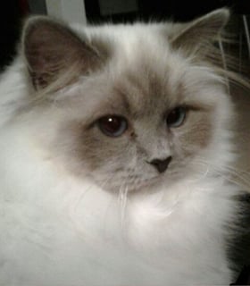 Mattaky  Birmans - Birman Cat Breeder - Eastern Suburbs, Perth, WA