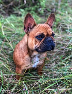 Loulynla French Bulldogs- French Bulldog Breeder - Haly Creek, QLD