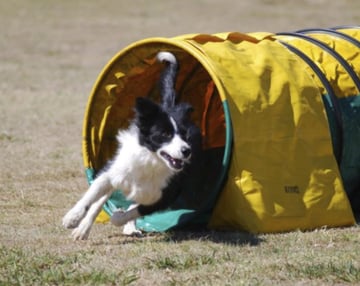 Timatosha Border Collies - Border Collie Breeder - Laidley, QLD