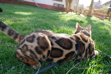 Arrowfield Bengals - Bengal Cat Breeder - Colac, Victoria