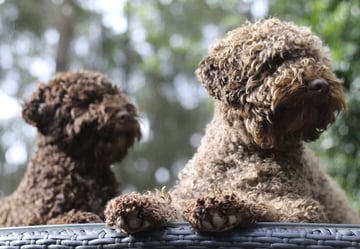 Parity Lagotto -  Lagotto Romagnolo Breeder - SA