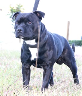 RiotAkt Staffords - Staffordshire Bull Terrier Breeder - Gold Coast, QLD