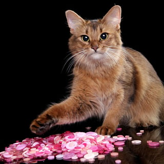 Nareira Cattery- Somali Breeder - Penrith - NSW