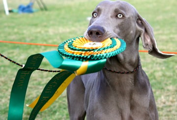 Greydove Weimaraners - Weimaraner Breeder - Sydney, NSW 