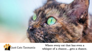 Just Cats Tasmania - Cat Shelter & Boarding Facility - Longford, TAS