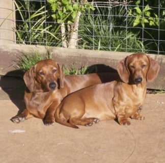 Kamahi & Emmiline Dachshunds -Standard and Miniature Smooth Dachshund Breeder - VIC