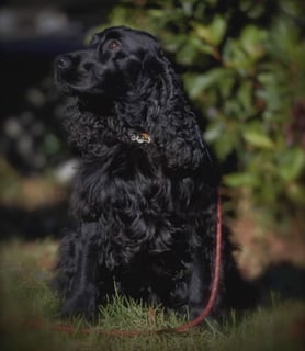 Innana Cocker Spaniels - Glenbrook, NSW