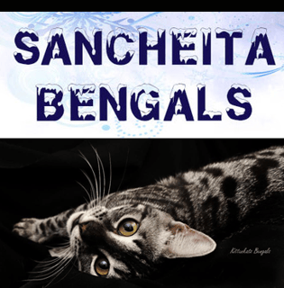 Sancheita Bengals - Bengal Cat Breeder - Adelaide, South Australia