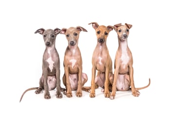 Kosmos - Italian Greyhound Breeder - Alice Springs, NT