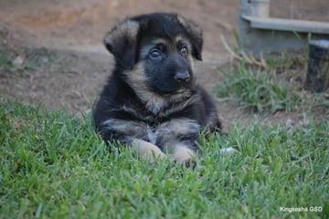 Kingkesha German Shepherds - German Shepherd Breeder - Adelaide, SA