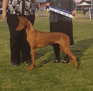 Pennhari Pharaoh Hounds