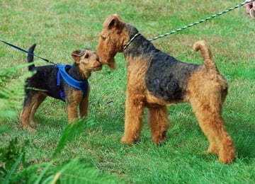 Belltirna Airedales - Airedale Terrier Breeder - Mid North Coast, NSW