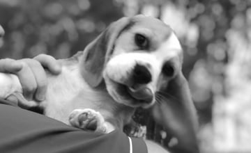 Kezziah Beagles - ANKC Registered Beagle Breeder - Don Valley, VIC