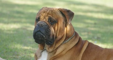 Monshien bullmastiffs breeder - Gympie, Bells Bridge, QLD