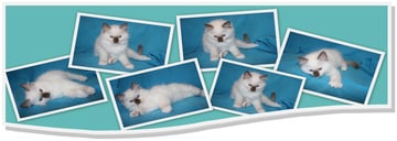 Blueyerags Ragdolls - Ragdoll Cat Breeder - QLD 