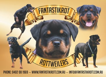 Fantastickrot Rottweilers - Rottweiler Breeder - Perth, WA