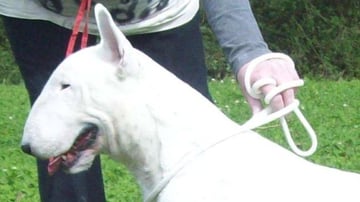 Bullpatchy Bull Terriers - Bull Terrier Breeder - Victoria