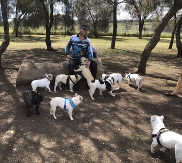 Safrenchier - French bulldog breeder - Adelaide, SA