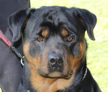 Kaviar Rottweilers - Rottweiler Breeder - Perth, WA