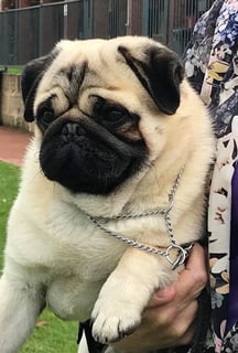 Toorork Kennels - Pug breeder - Perth, WA. 