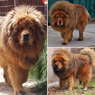 Akeela Tibetan Mastiff Kennels - Greendale, VIC