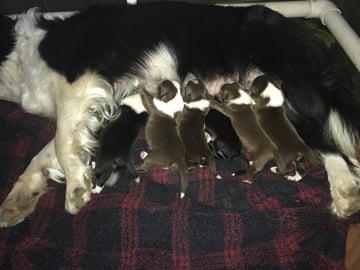 Senulc Border Collies - Border Collie Breeder - Forbes, NSW