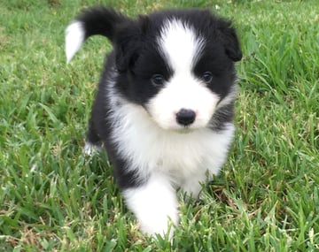 EsperanzaMia - Border Collie Breeder - Corndale, NSW