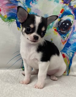 Jendrika Chihuahuas - Chihuahua Breeder - Brisbane, QLD