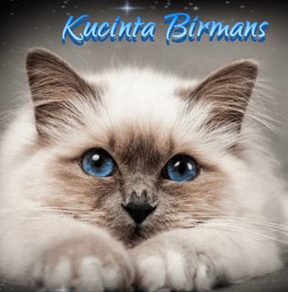 Kucinta Birmans - Birman Breeder -  Launceston, Tamania