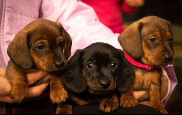 Cidaq Miniature Dachshunds