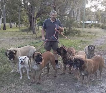 Cadfell Mastiffs - Mastiff Breeder - Port Stephens, NSW