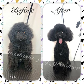 Anastasia's Dog Grooming - Baulkham Hills, Sydney