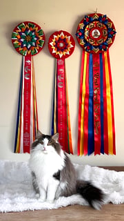 Forelsket Rusty Australian Nationals 2026 Supreme Forelsket - Norwegian Forest Cat Breeder Victoria