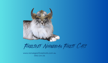 Forelsket  - Norwegian Forest Cat Breeder Victoria