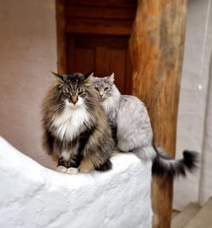 Forelsket  - Norwegian Forest Cat Breeder Victoria