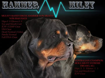 Moccarott Rottweilers - Rottweiler Breeder - Townsville, QLD