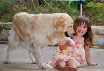 Golden Retriever Club of Queensland Inc