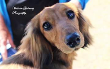 Kajmytt Dachshunds - Miniature Long Haired Dachshund Breeder - North Maleny, QLD