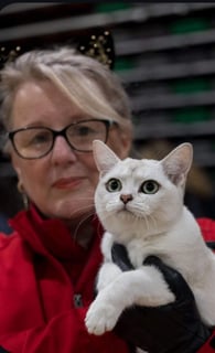 Miamber -Burmilla, Burmese & Mandalay Cat Breeder - Adelaide