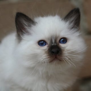 Blaxhaven Birmans - Birman Breeder - Melbourne, Victoria