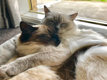 Beacyblues Ragdolls - Ragdoll Cat Breeder, Beaconsfield - VIC