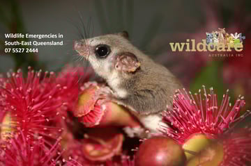 Wildcare Australia - Wildlife Care & Rescue - South-East Queensland